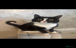 British Shorthair cats for sale: Handsome cat for sale  - Image 1