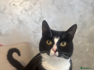 British Shorthair cats - Advert 20