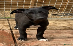 Lurcher dogs for sale: Gorgeous Lurcher pup!  - Image 2