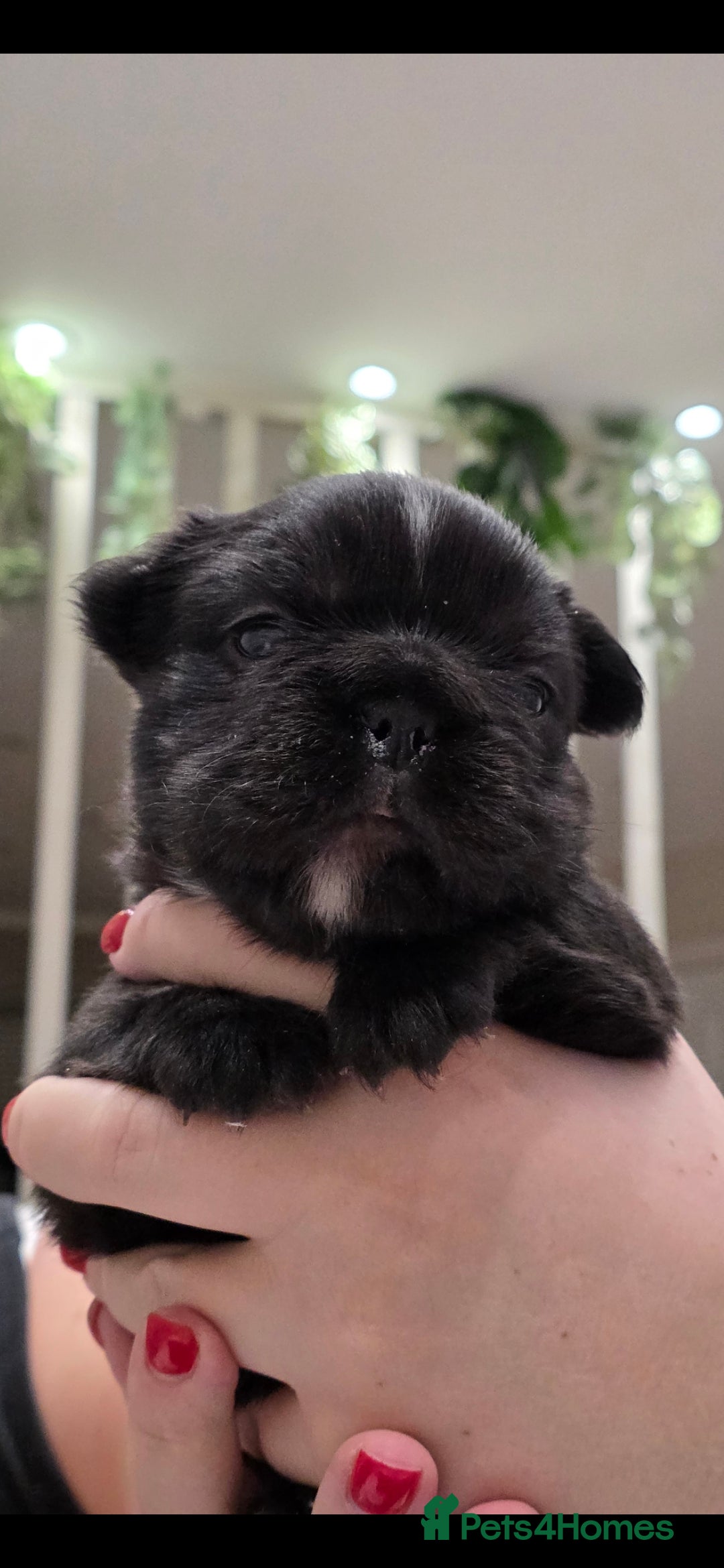 French Bulldog dogs Fluffy French Bulldog  - Advert 14