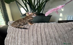 Bengal cats for sale: TICA Bengal kittens for sale . 🐱 - Image 16