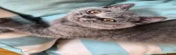 British Shorthair cats for sale:  🐾🎀 BSH 🎀🐾 GCCF/Fully vaccinated - Advert 29