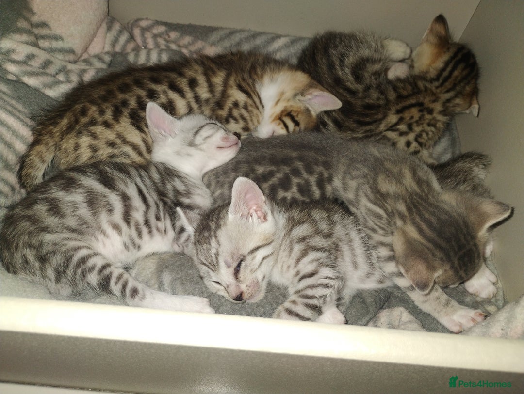 Bengal cats for sale: Stunning kittens - Image 1