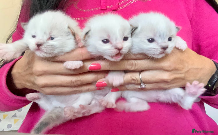Ragdoll cats - Advert 1