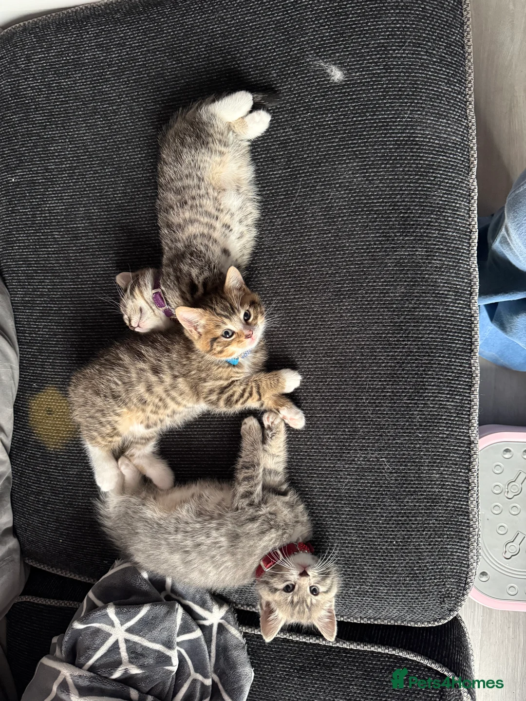 British Shorthair cats for sale: UNIQUE BRITISH SHORT HAIRS  - Advert 33