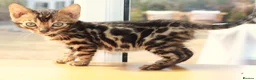 Bengal cats for sale: 3 TICA BENGAL BOYS – BROWN ROSETTED MALES – £850 - Advert 7