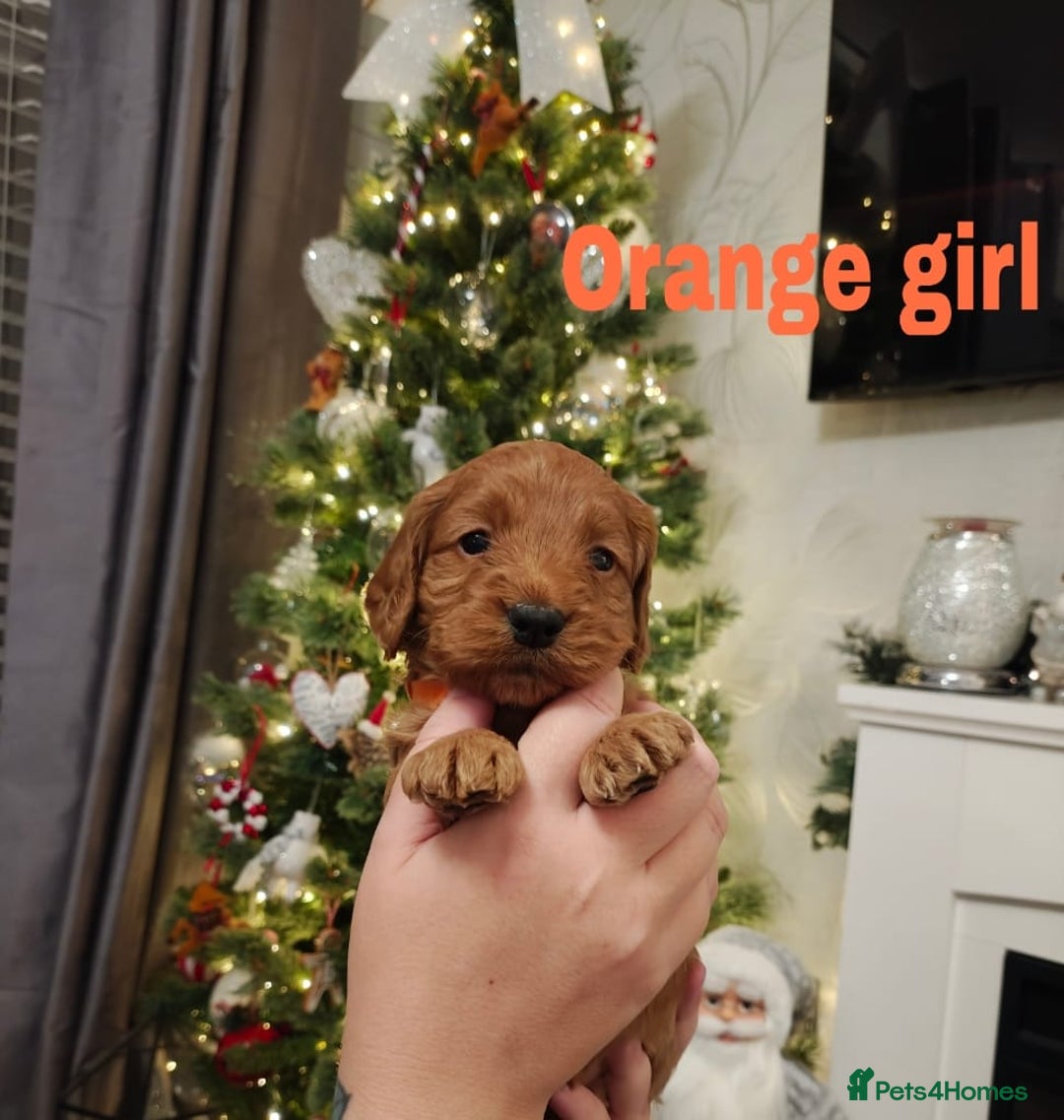 Cockapoo dogs for sale: Beautiful cockapoos puppies  - Advert 10