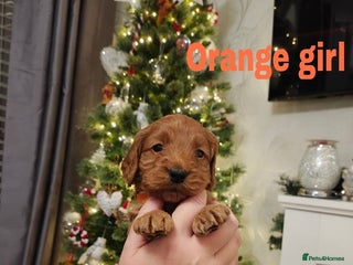 Cockapoo dogs Beautiful cockapoos puppies - Advert 1