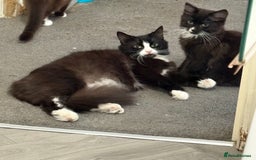 Mixed Breed cats for sale: Male and female kitten - Image 11
