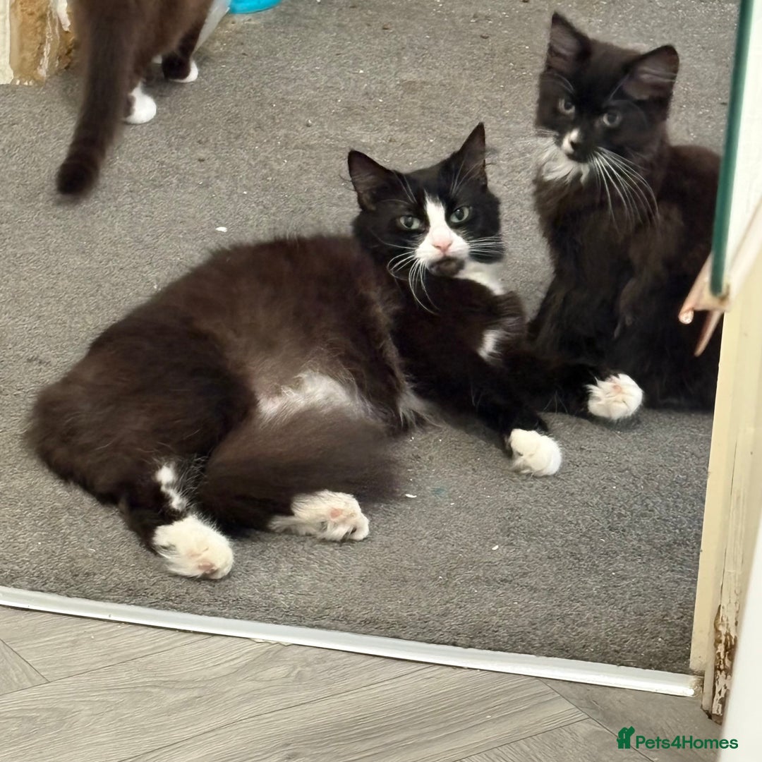 Mixed Breed cats for sale: Male and female kitten - Image 11