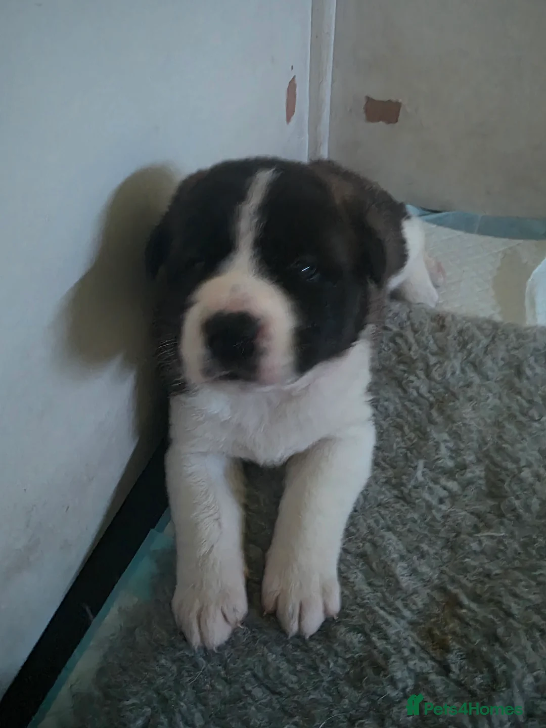 Mixed Breed dogs for sale: Beautiful saint bernard akita mix puppies - Advert 13