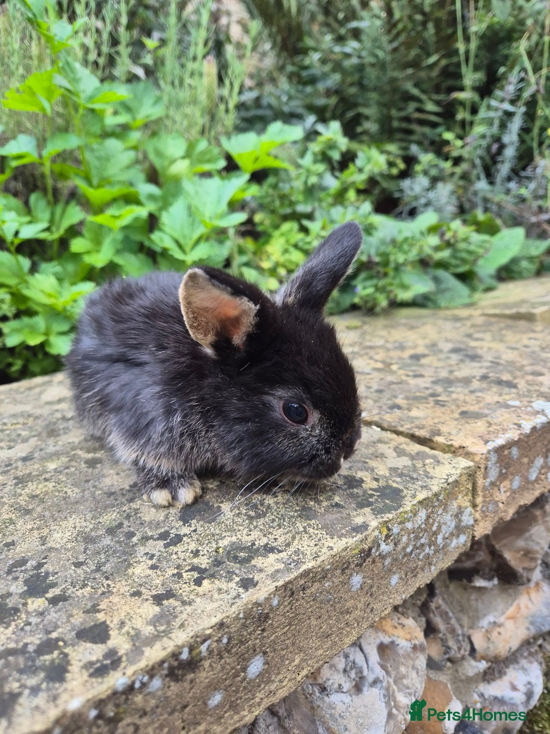 Mini Lop rabbits for sale: Mini Lops  - Image 2