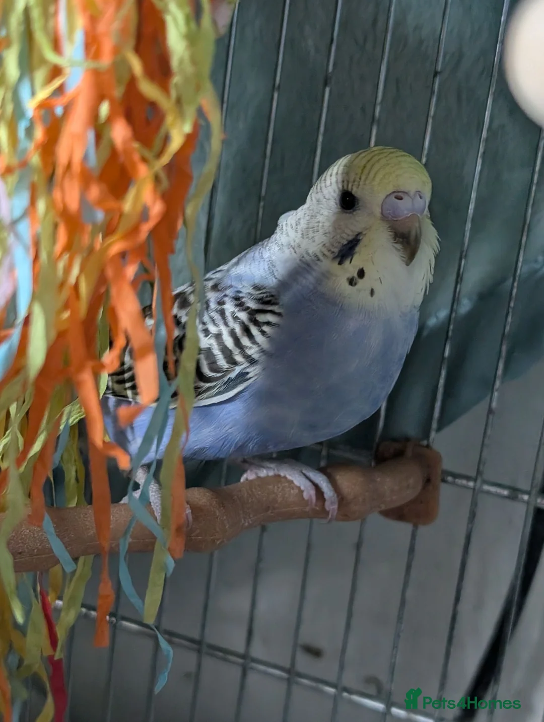 Budgerigars birds for sale: Baby budgie REDUCED  - Advert 4