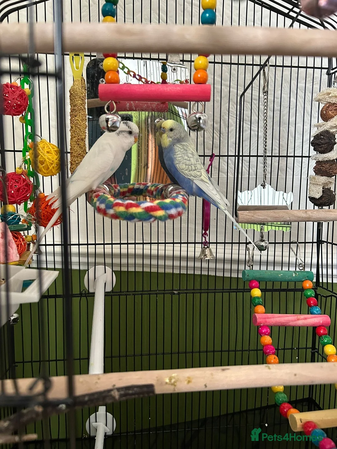 Budgerigars birds for sale: 2 Male Budgies — Full Starter Bundle Included - Advert 2