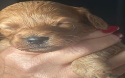 Cavapoo dogs for sale: Beautiful healthy Cavapoo’s d.o.b 22/08/25 - Image 29