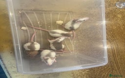 Rat rodents for sale: Dumbo x Fancy Rats  - Image 7