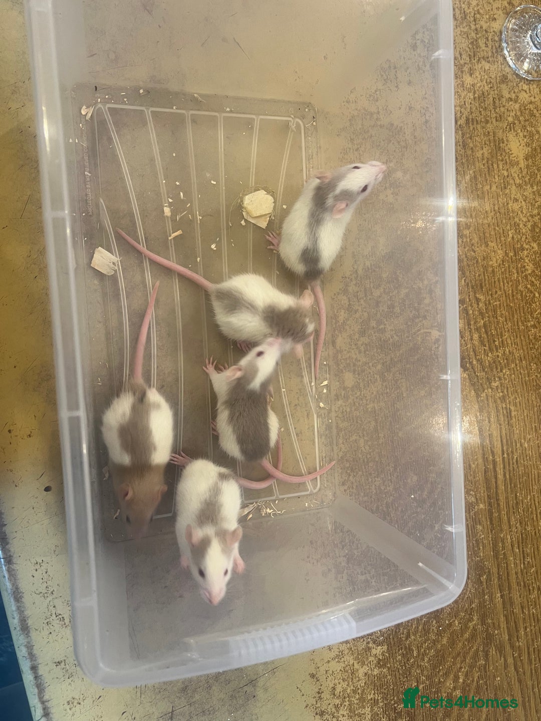 Rat rodents for sale: Dumbo x Fancy Rats  - Image 7