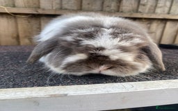 Mini Lop rabbits for sale: Mini lops  - Image 4