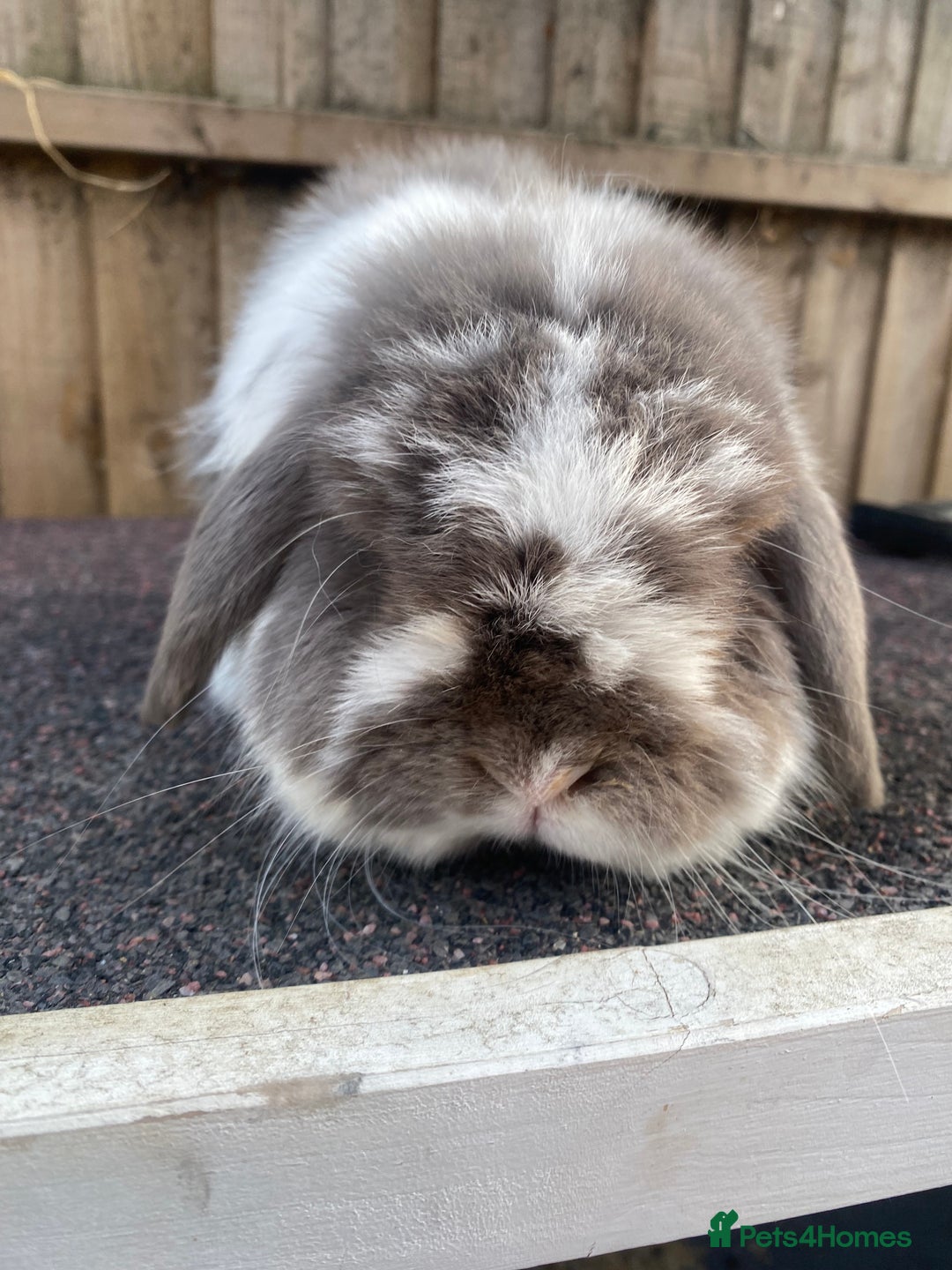 Mini Lop rabbits for sale: Mini lops  - Image 4