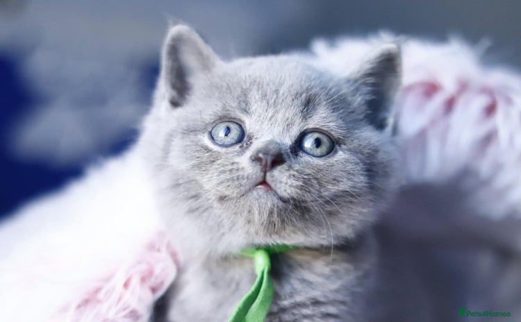 British Shorthair cats - Advert 3