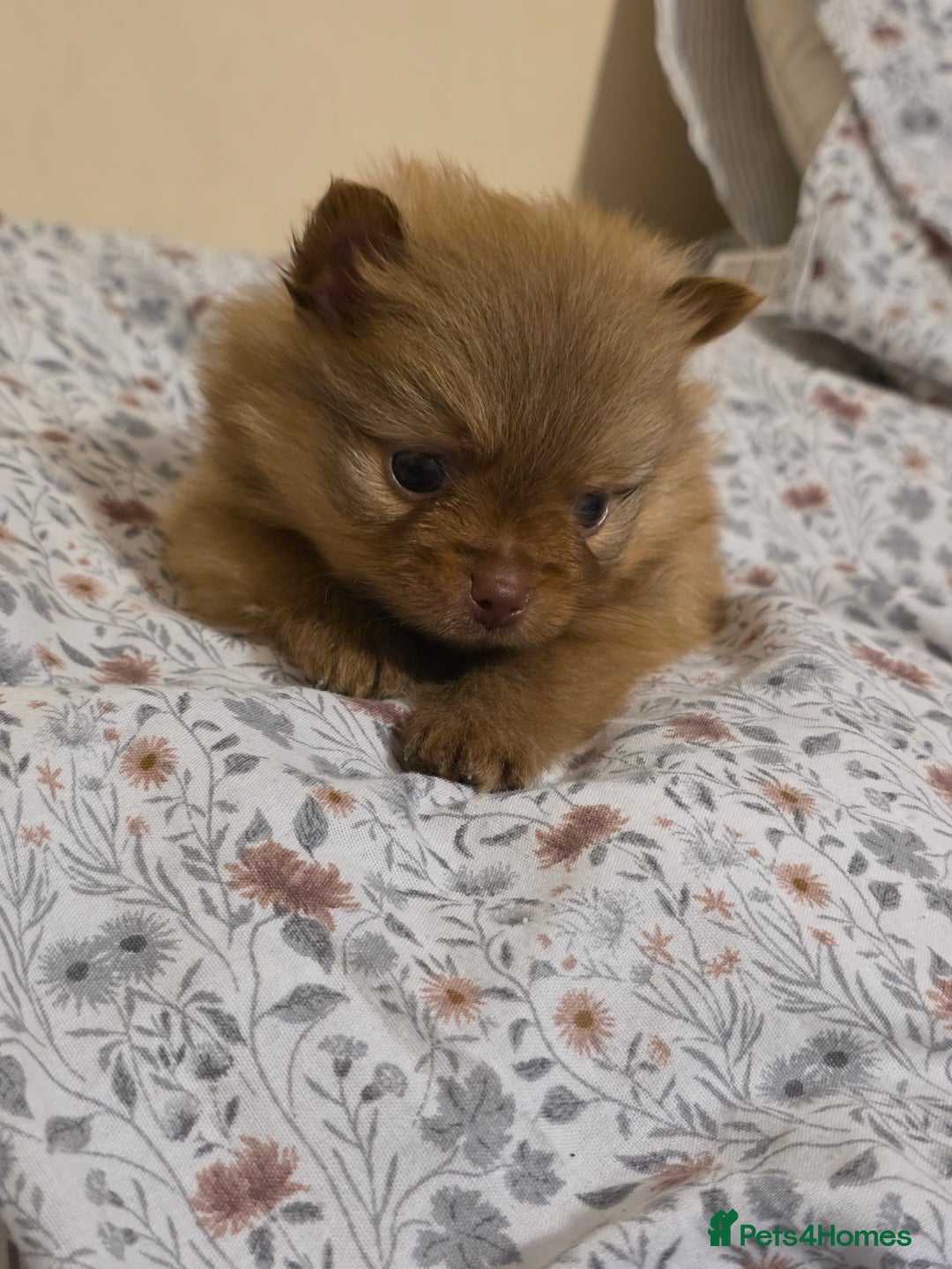 Pomeranian dogs for sale: Hello - Advert 24