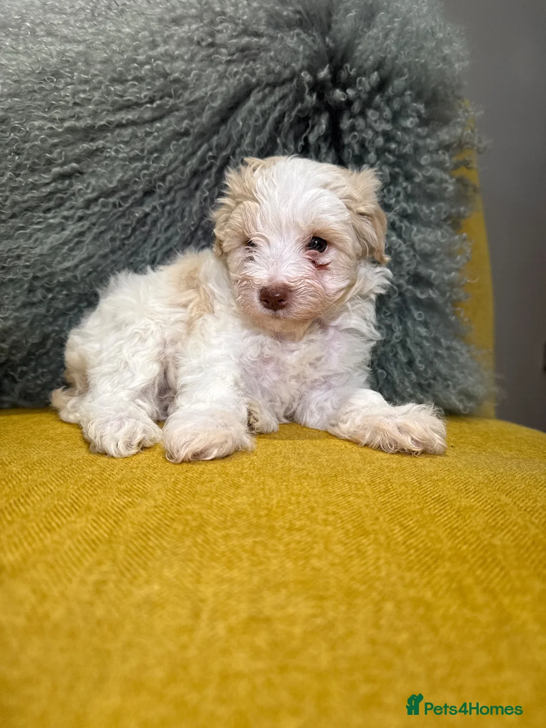 Schnoodle dogs for sale: Beautiful Schnoodle puppies  - Advert 27