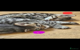 Bengal cats for sale: Elven Bengals - Image 18