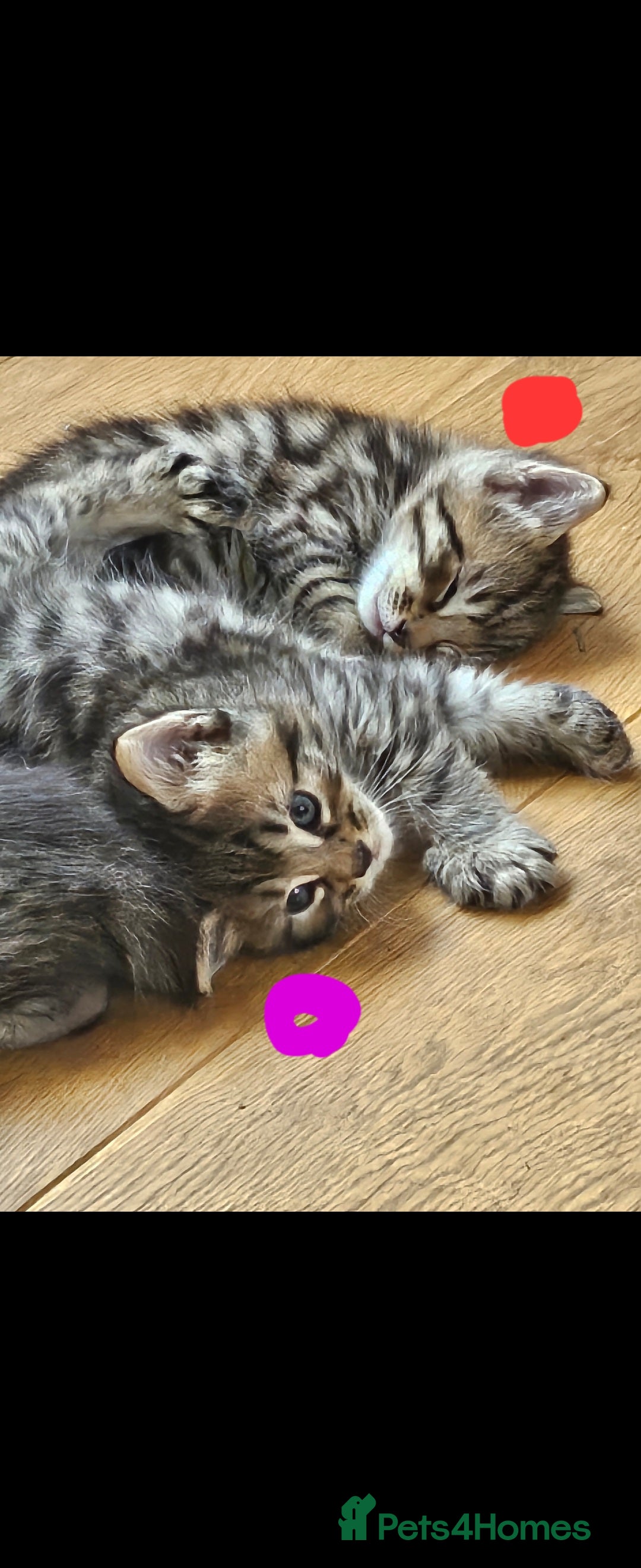 Bengal cats for sale: Elven Bengals - Image 18