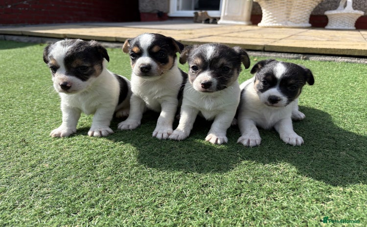 Jack Russell dogs - Advert 1