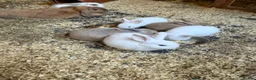 English Lop rabbits for sale: Lop x rabbits  in Bromyard - Advert 2