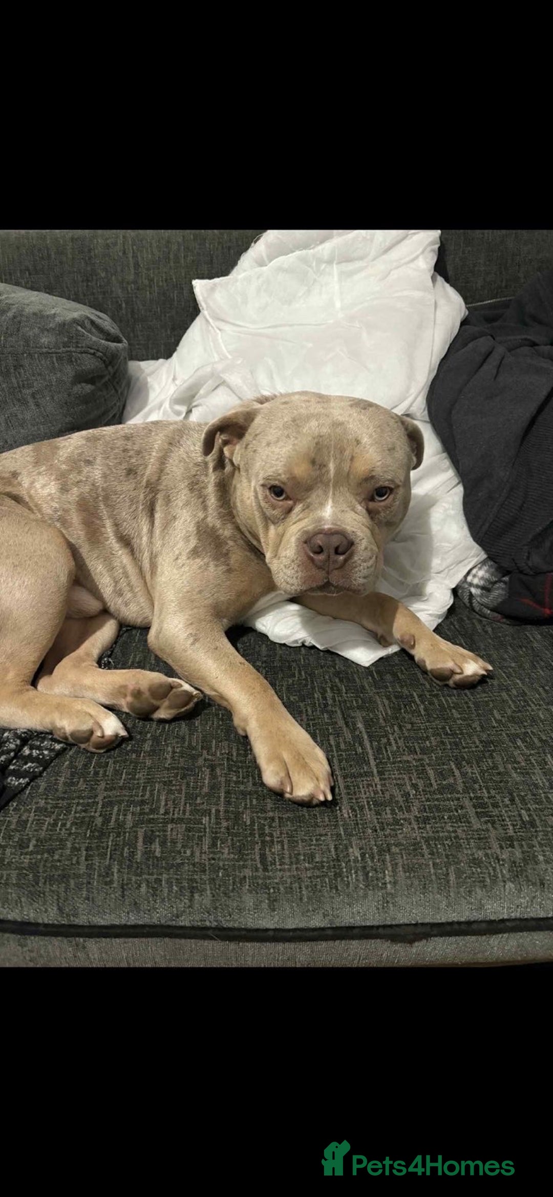 Mixed Breed dogs for sale:  Bully X Cocker Spaniel puppies - girls  - Advert 7