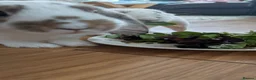 Mini Lop rabbits for sale: 2 Adorable mini lop baby bunnys in Trowbridge - Advert 6