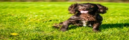 Cocker Spaniel dogs for stud: KC reg Working Cocker Spaniel for Stud in Cambridge - Advert 5