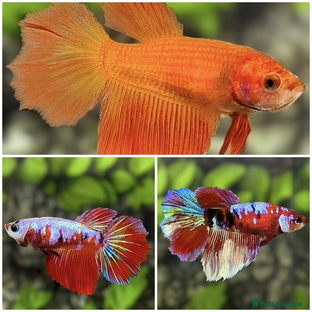 Bettas fish for sale: Imported Male and female betta fish - Advert 3