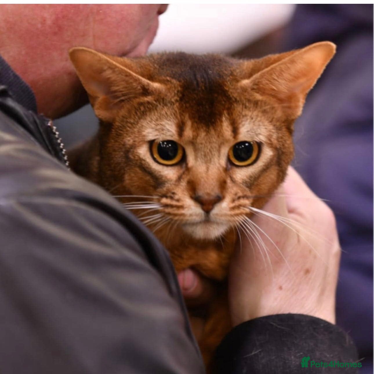 Abyssinian cats Champion Abyssinian. Tica registered for Stud - Advert 17