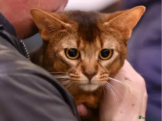 Abyssinian cats Champion Abyssinian. Tica registered for Stud - Advert 17