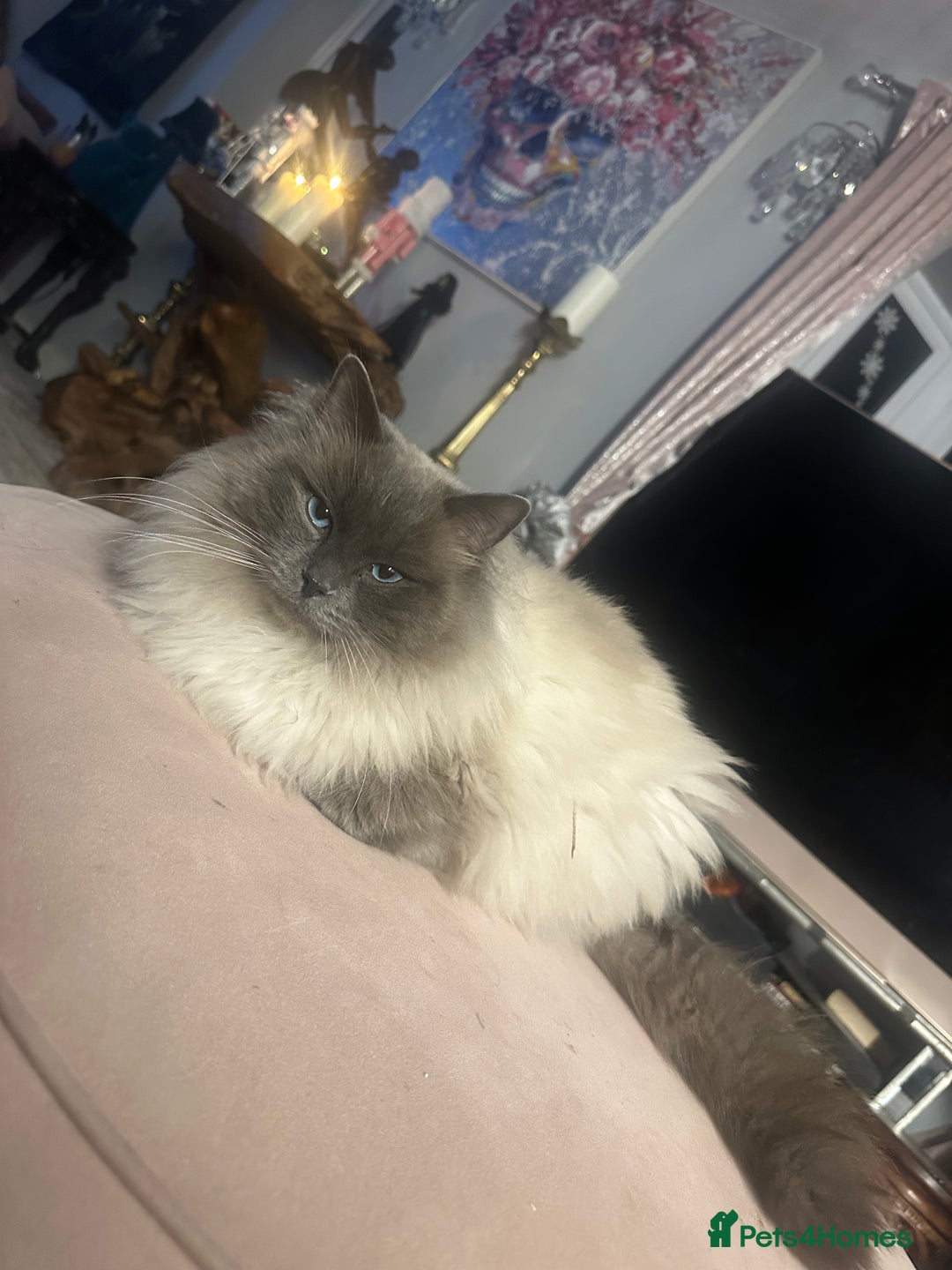 Ragdoll cats for stud: Stud ragdoll age 3 - Advert 2