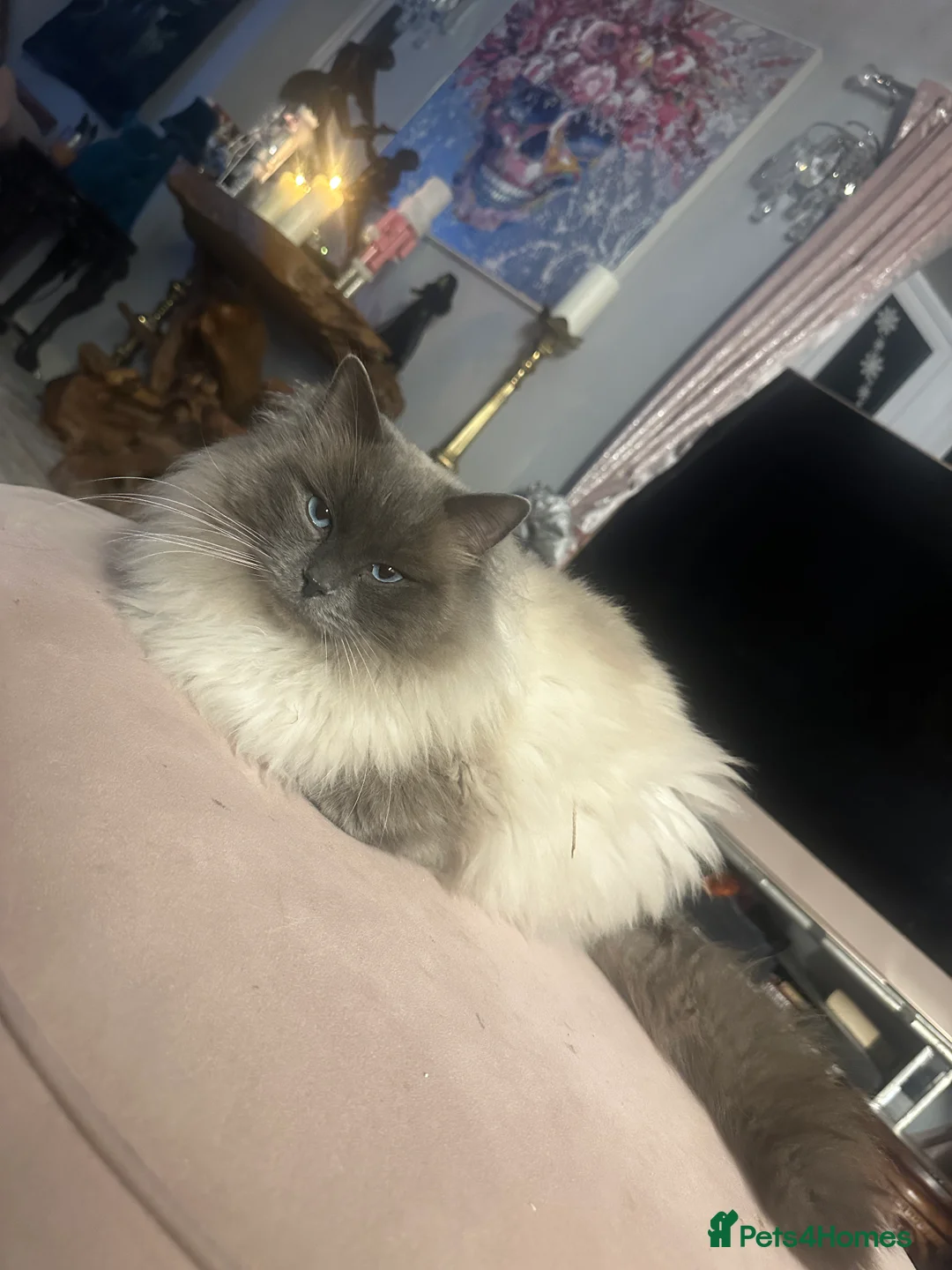 Ragdoll cats for stud: Stud ragdoll age 3 - Advert 2