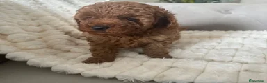 Cavapoo 3