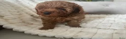 Cavapoo dogs for sale: Stunning  health tested Cavapoo puppies  - Advert 17