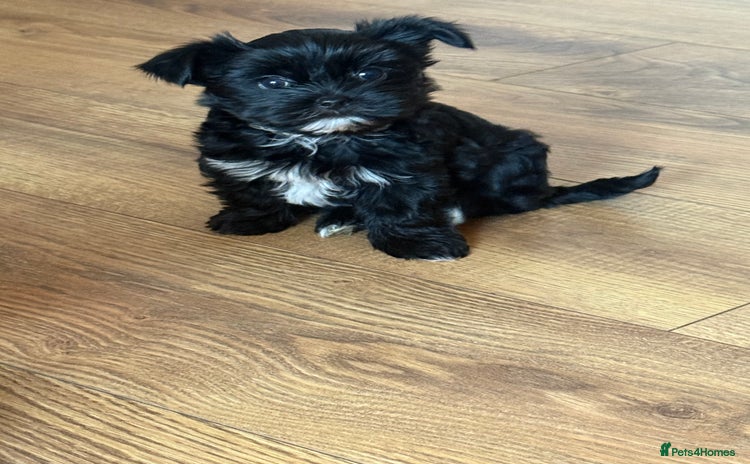 Yorkshire Terrier dogs - Advert 3