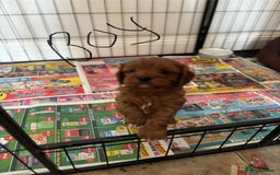 Cavapoo dogs for sale: Cavapoo Pups  - Image 3
