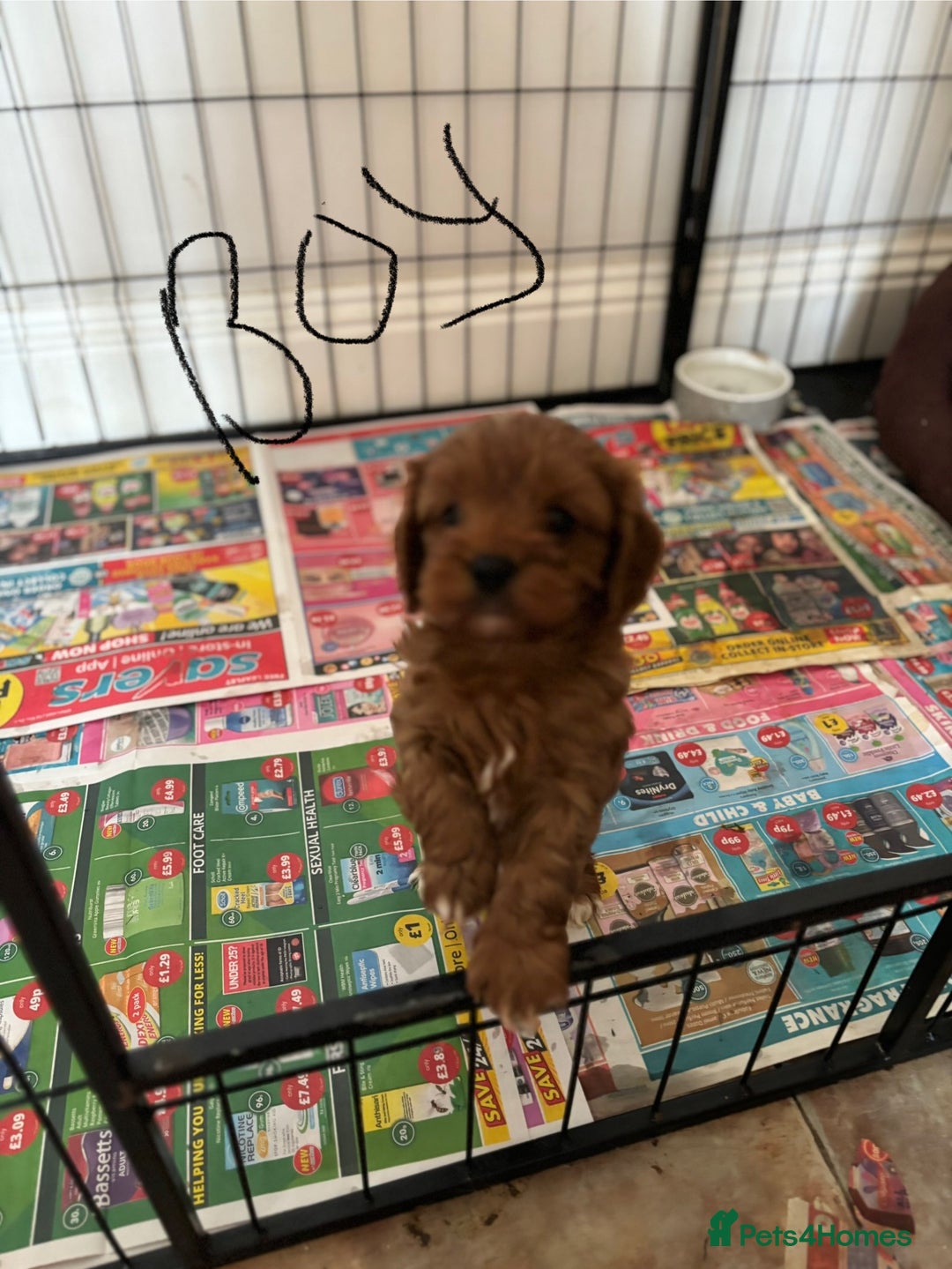 Cavapoo dogs for sale: Cavapoo Pups  - Image 3