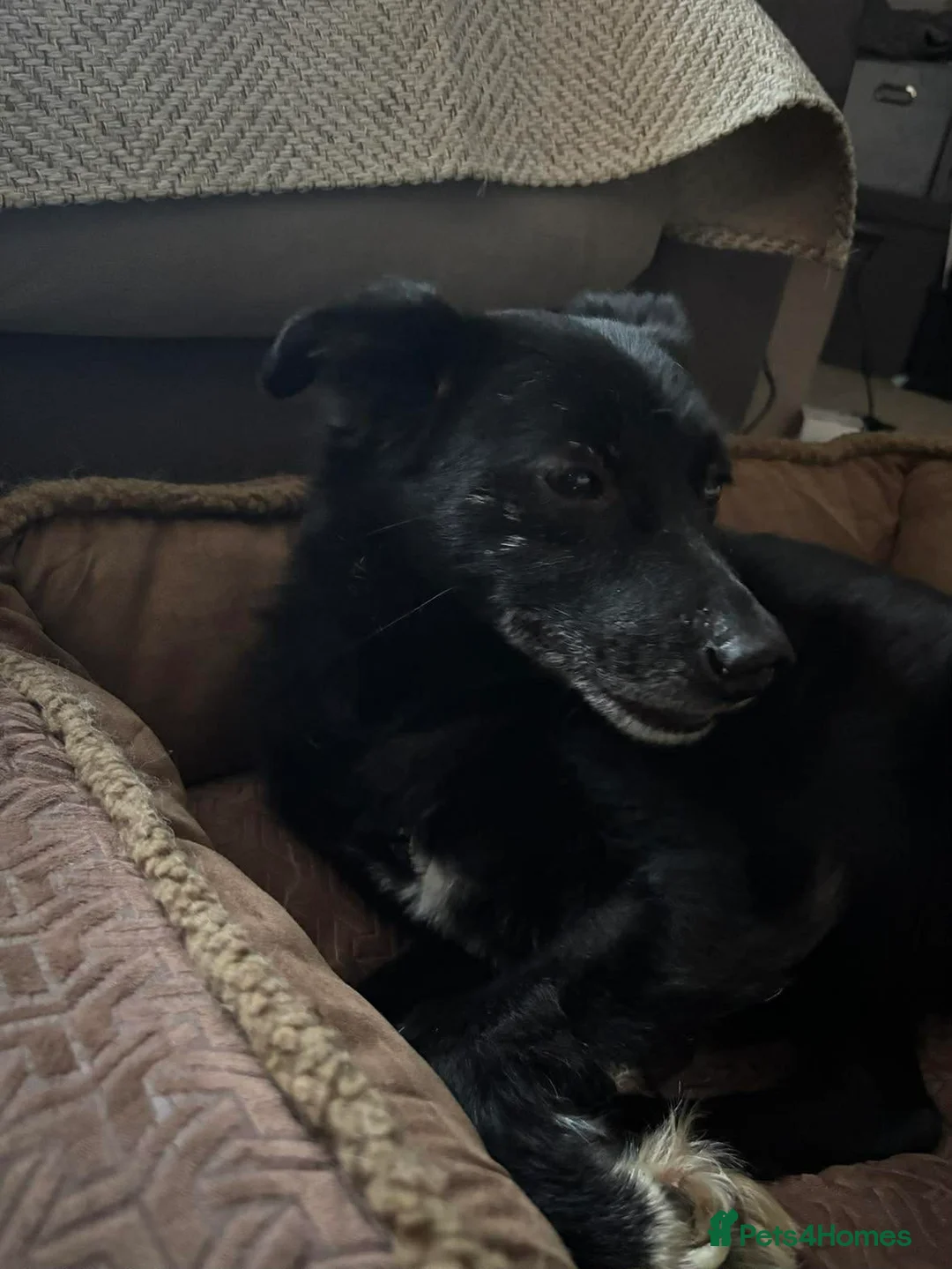 Mixed Breed dogs for adoption: Venus for adoption - Advert 8