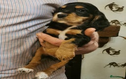 Cocker Spaniel dogs for sale: Gamekeeper bred kc reg working cocker puppys - Advert 4