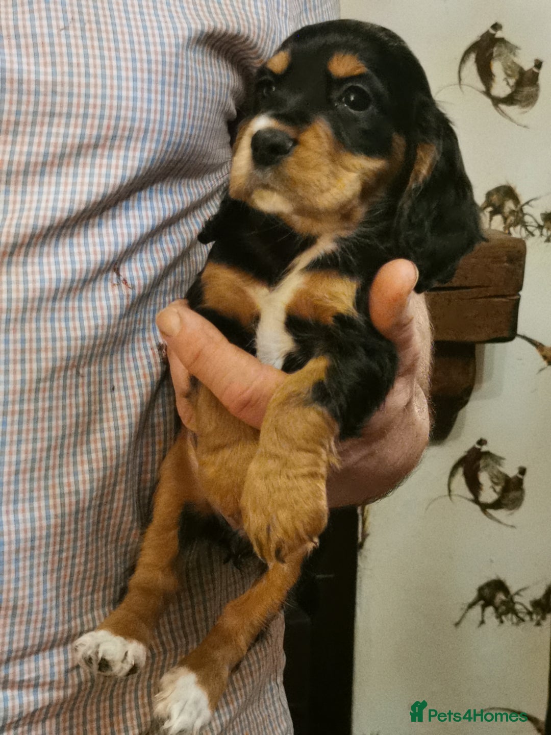 Cocker Spaniel dogs for sale: Gamekeeper bred kc reg working cocker puppys - Advert 4