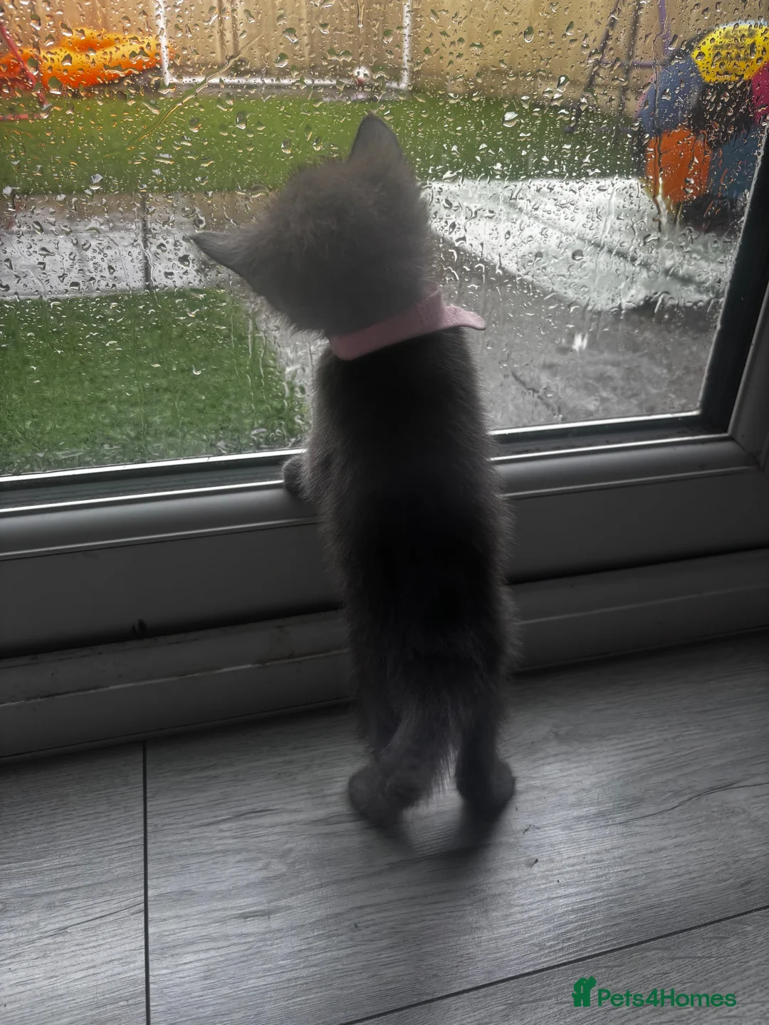 Mixed Breed cats for sale: Beautiful all grey Kittens  - Advert 13