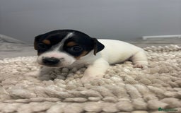 Jack Russell dogs for sale: 5 Beautiful miniature Short legged Jack Russell’s  - Image 8