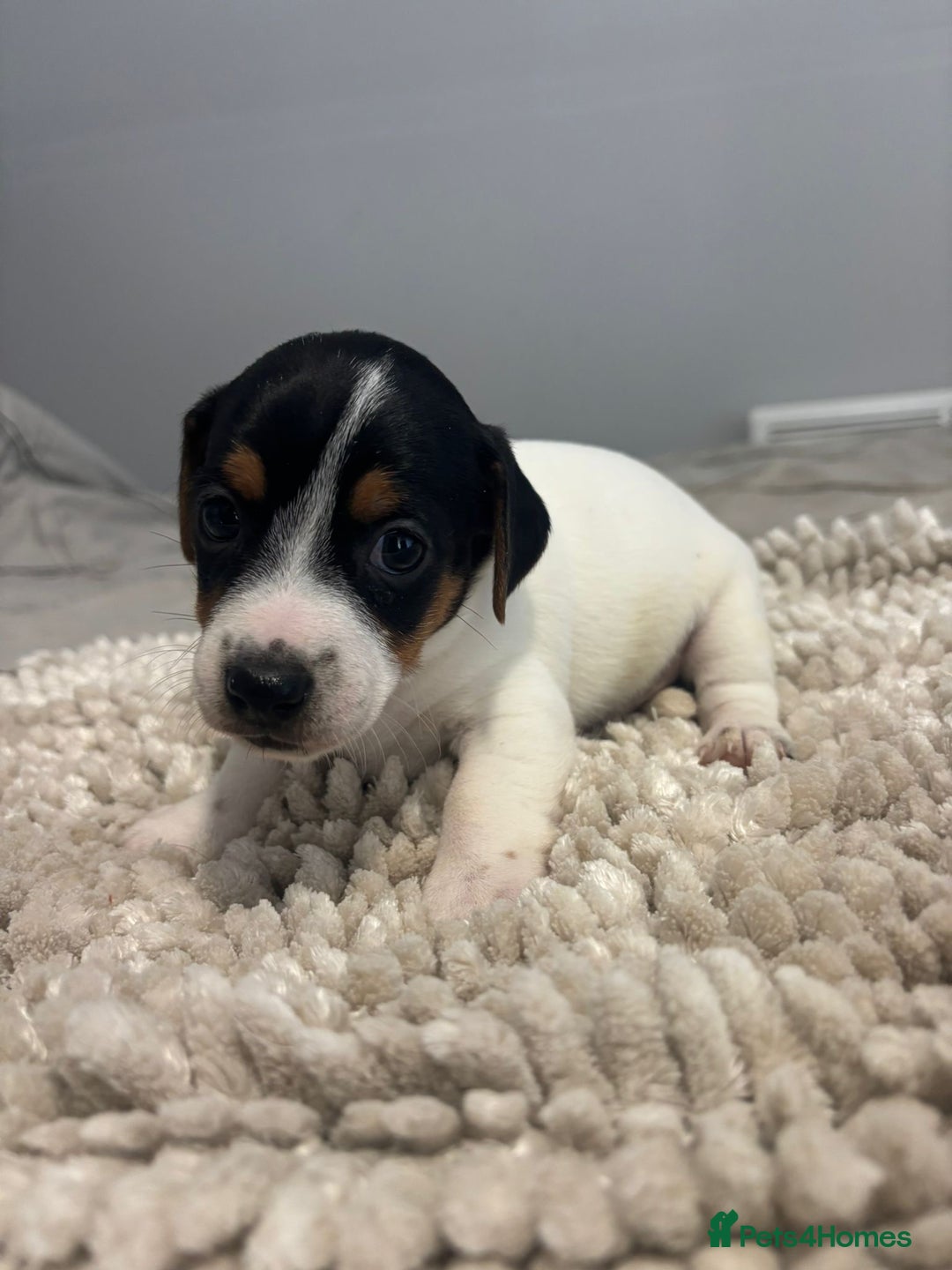 Jack Russell dogs for sale: 5 Beautiful miniature Short legged Jack Russell’s  - Image 8