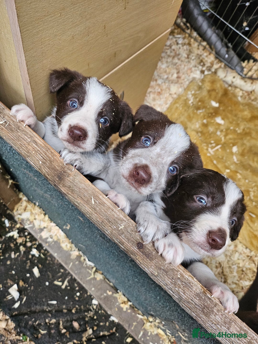 Border Collie dogs for sale: Red border collie pups for sale - Advert 5